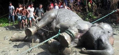 Elephant’s heart gives out after walking more than 1,600km back to Bangladesh