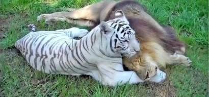 WATCH: Lion encounters a white tiger, what they did next will melt your heart