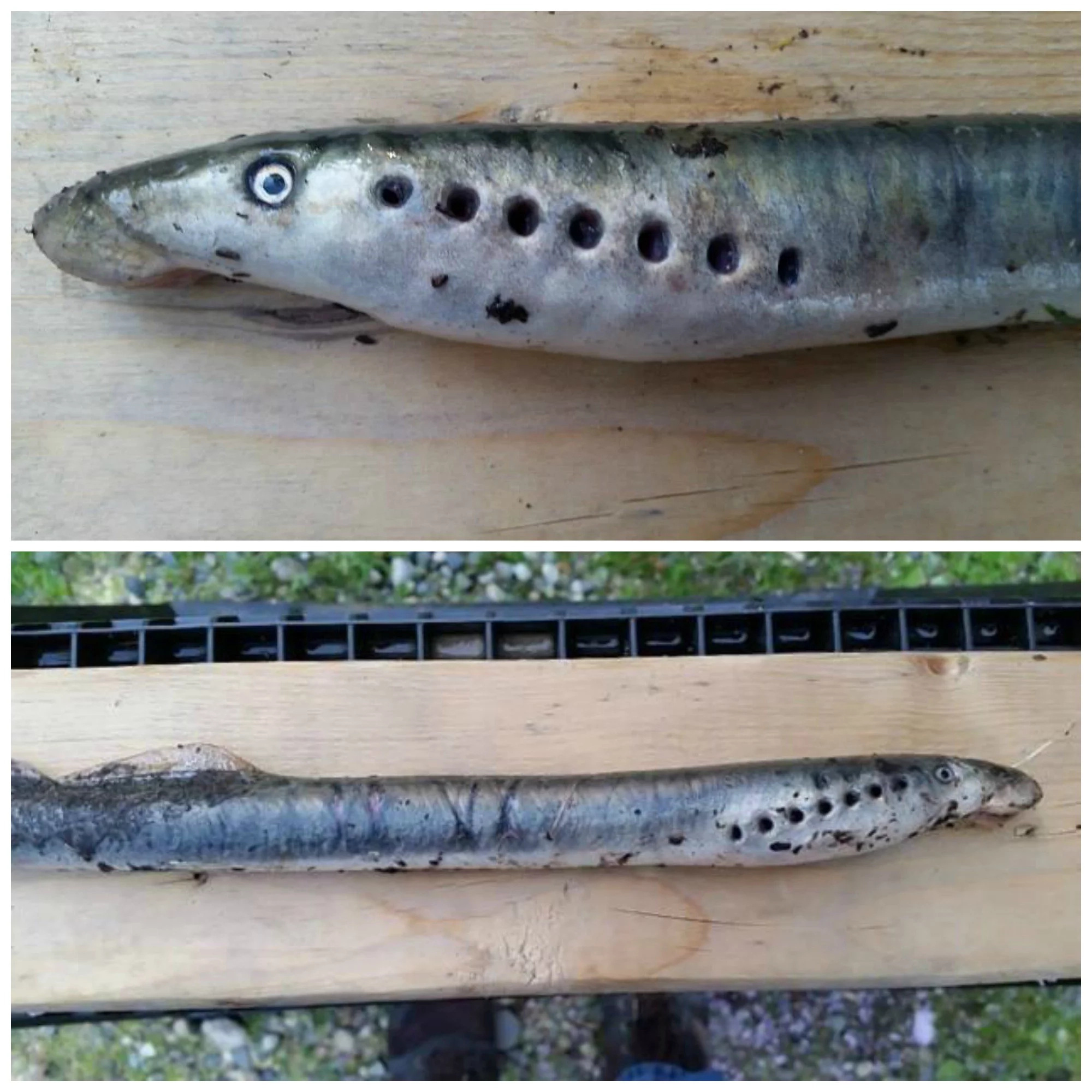 Mysterious Fish With Teeth Raining From Sky In Alaska Mysterious Fish With Teeth Raining From Sky In Alaska