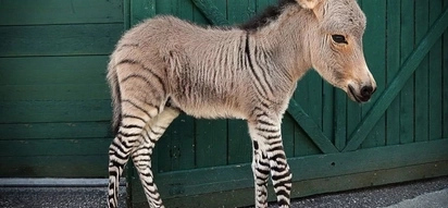 Cute Baby Hybrid Between A Donkey And A Zebra Will Melt Your Heart