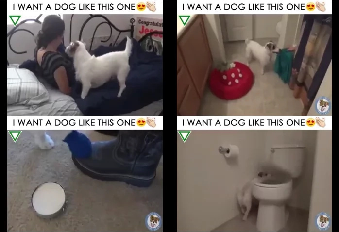 Useful dog trick video has charmed netizens anywhere in the globe Useful dog trick video has charmed netizens anywhere in the globe