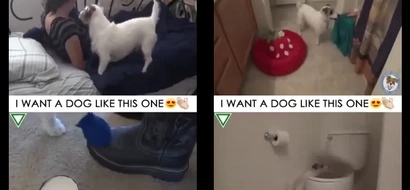 Cuddly terrier is more than just a pet. What it does is absolutely surprising.