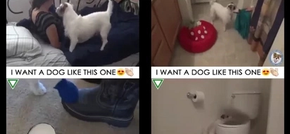Cuddly terrier is more than just a pet. What it does is absolutely surprising.