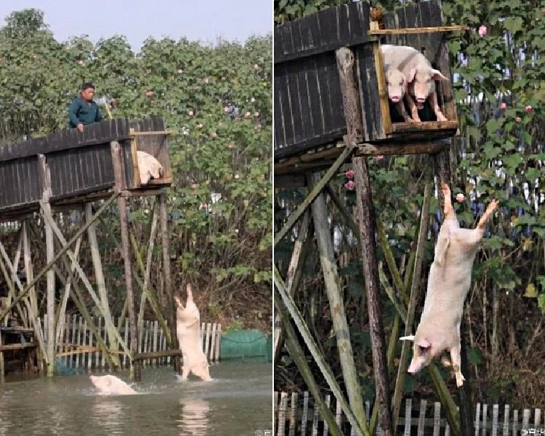 china-pigs china-pigs