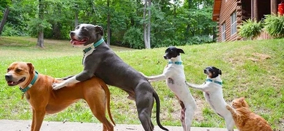These Rescued Pets Came to Be the Cutest Friends!