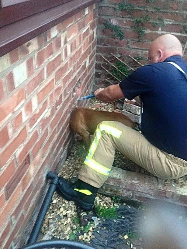 Firefighters Rescuing Puppy With Head Stuck In Wall Will Make Your Day Firefighters Rescuing Puppy With Head Stuck In Wall Will Make Your Day