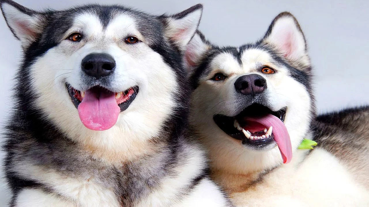 Woman hospitalized due to infection from her pet dog Woman hospitalized due to infection from her pet dog