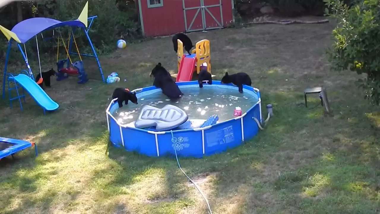 Adorable bear family caught chilling in pool Adorable bear family caught chilling in pool