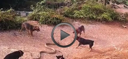 VIDEO: Top 3 scariest clips of deadly SNAKES fighting other animals!