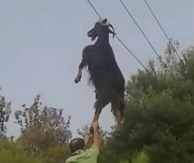 Mystery In Greece As Goat Is Found Hanging From Telephone Line Mystery In Greece As Goat Is Found Hanging From Telephone Line