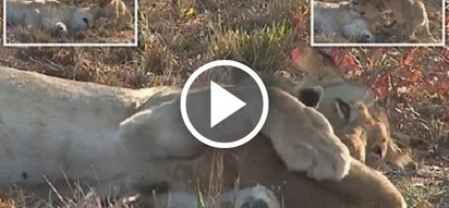 Cute cub dares to wake up this fearsome lioness, but instead of being angry she HUGS him