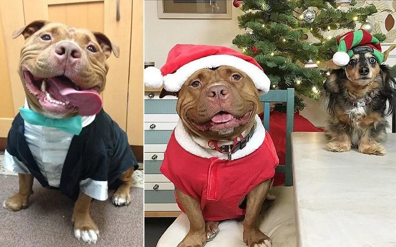 Meaty McMeatster won't stop smiling since the day he was taken from shelter Meaty McMeatster won't stop smiling since the day he was taken from shelter