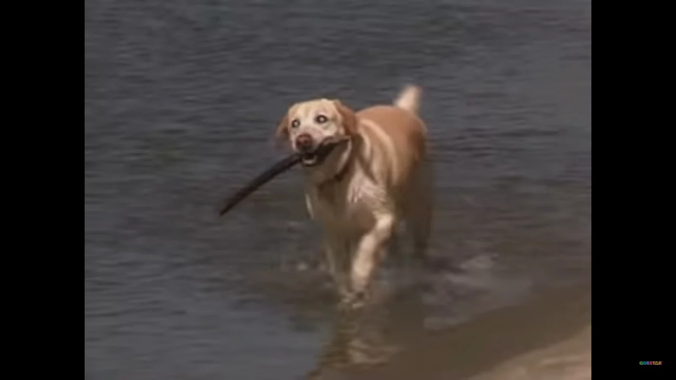 Blind LabradorRetriever rescues two drowning teenagers! Blind LabradorRetriever rescues two drowning teenagers!