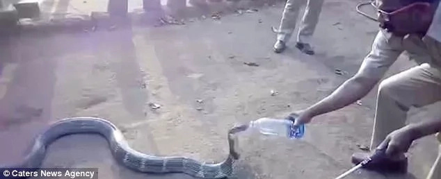 Brave villagers offer water to thirsty king COBRA suffering from drought (photos, video) Brave villagers offer water to thirsty king COBRA suffering from drought (photos, video)