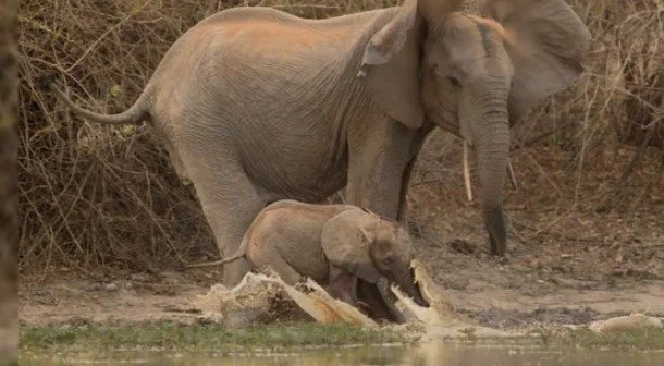 Huge crocodile grabbed a small elephant's trunk in its jaws and pulled it into the water Huge crocodile grabbed a small elephant's trunk in its jaws and pulled it into the water
