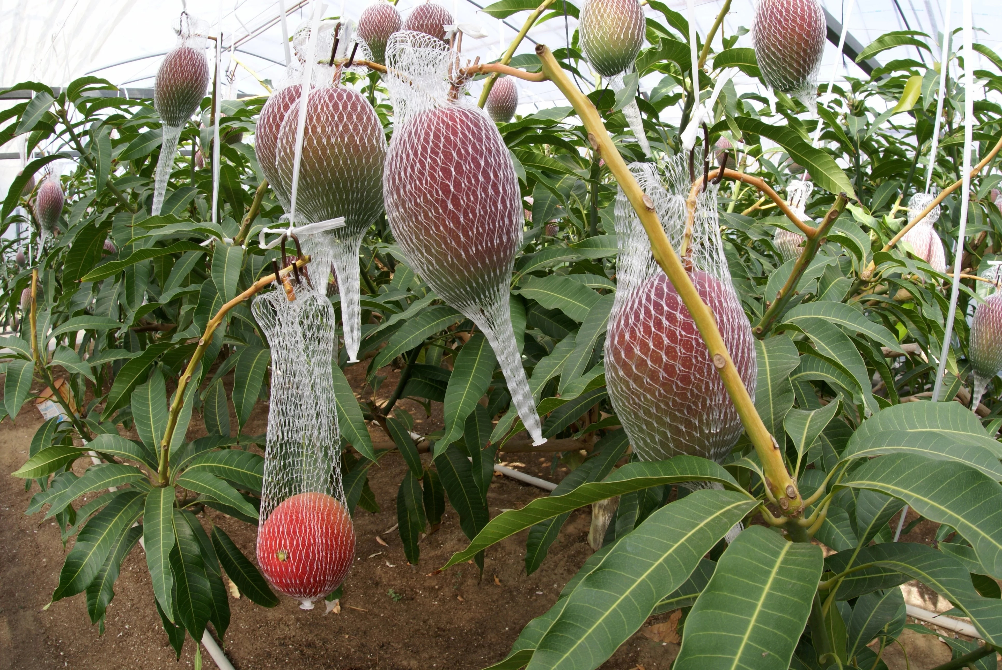 Плодоношение манго