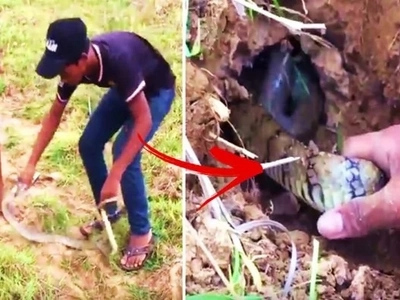 2 boys tried to provoke & catch an enormous snake in the wild! Watch the dangerous reptile fight back