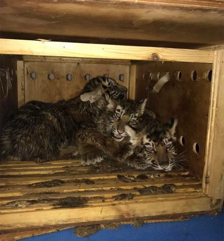 Source: I Iz Cat Source: I Iz Cat
