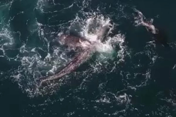 VIRAL VIDEO: Do You Love Watching Whale Videos? This One Has A Plot Twist VIRAL VIDEO: Do You Love Watching Whale Videos? This One Has A Plot Twist