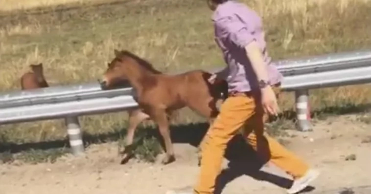 Heart-melting video of how a foal was reunited with it's mother Heart-melting video of how a foal was reunited with it's mother