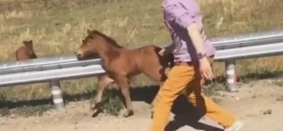 Watch this touching video of a man help a foal reunite with it's mother!