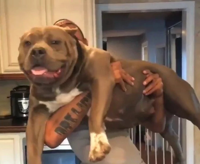 The size of these monster puppies will make you go 'WOW!' The size of these monster puppies will make you go 'WOW!'