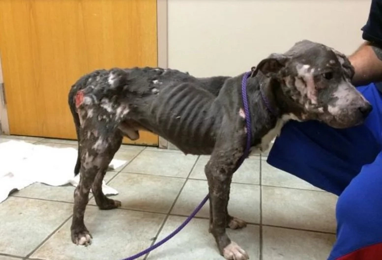 Animal foundation rescues dog with severe case of abuse Animal foundation rescues dog with severe case of abuse