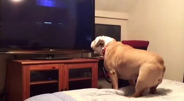 Bulldog gets scared watching horror movie Bulldog gets scared watching horror movie