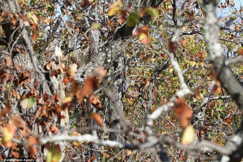 Can you see what’s hiding in these trees? Can you see what’s hiding in these trees?