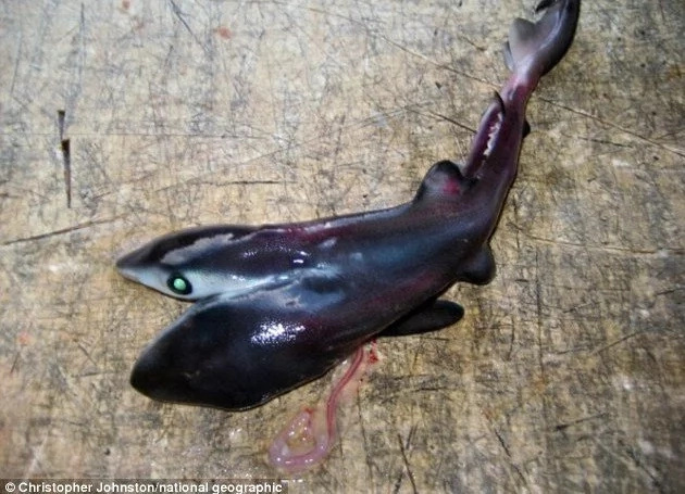 WTF: More 2-Headed Sharks Found! WTF: More 2-Headed Sharks Found!