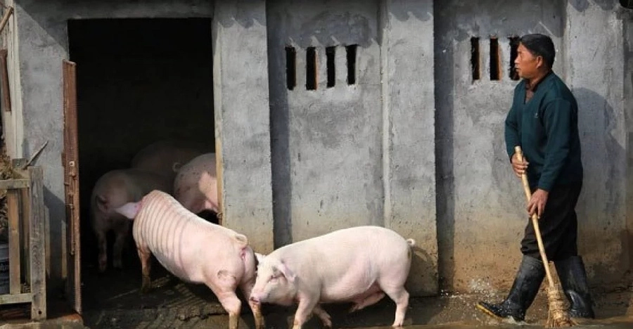 china-pigs china-pigs