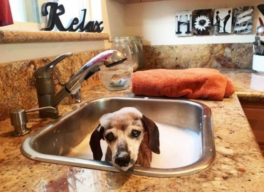 Blind 18-Year-Old Dog Had No Happiness in Her Life Until These People Adopted Her (6+ Pics) Blind 18-Year-Old Dog Had No Happiness in Her Life Until These People Adopted Her (6+ Pics)