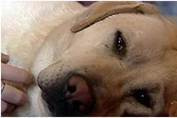 Dogs are heroes too! Here are 8 dogs who laid down their lives Dogs are heroes too! Here are 8 dogs who laid down their lives