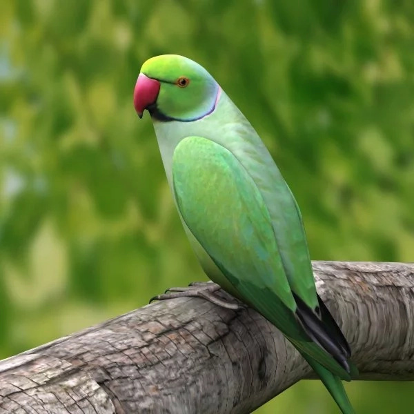 Woman files complaint against parrot for cursing at her Woman files complaint against parrot for cursing at her