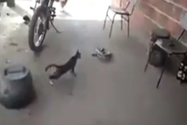 NOW VIRAL: Video of a Badass Cat Challenging a Snake, Who Will Win? NOW VIRAL: Video of a Badass Cat Challenging a Snake, Who Will Win?