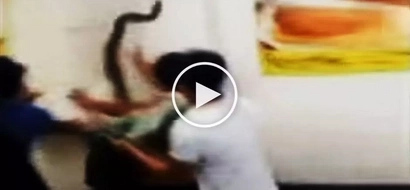 Terrifying giant python savagely bites Pinoy customer in Biliran restaurant