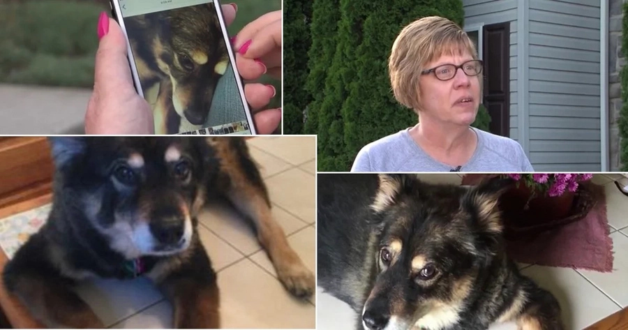 How This Dog Died While Defending Her From Bloodbath Will Make You Cry How This Dog Died While Defending Her From Bloodbath Will Make You Cry