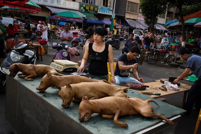 China’s controversial dog-meat festival ended China’s controversial dog-meat festival ended