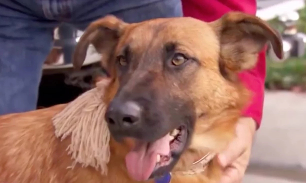 Dog Staring Credit: YouTube Dog Staring Credit: YouTube