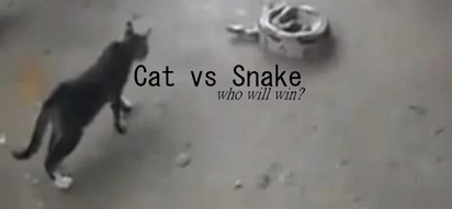 Cat vs. snake battle: Who will win?