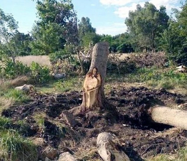 Netizens surprised over viral photo showing off tree that looks like Jesus Netizens surprised over viral photo showing off tree that looks like Jesus