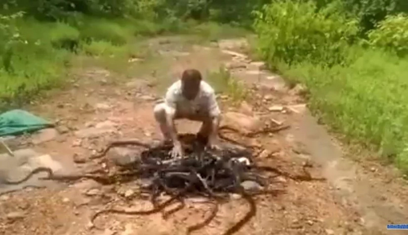 Man Carefully Releases Dangerous Snakes (Video) Man Carefully Releases Dangerous Snakes (Video)