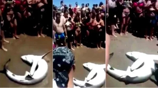 A crowd gathered around a beached shark to take selfies A crowd gathered around a beached shark to take selfies