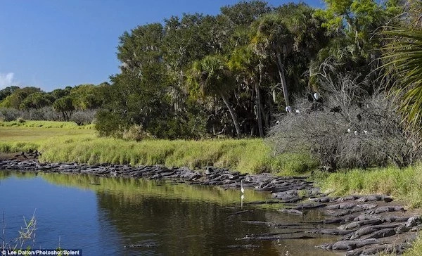 See extraordinary gathering of HUNDREDS of crocodiles basking in the sun (photos) See extraordinary gathering of HUNDREDS of crocodiles basking in the sun (photos)