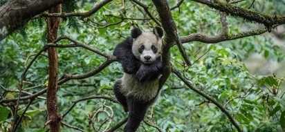 GOOD NEWS: More PANDAS are back in the wild!