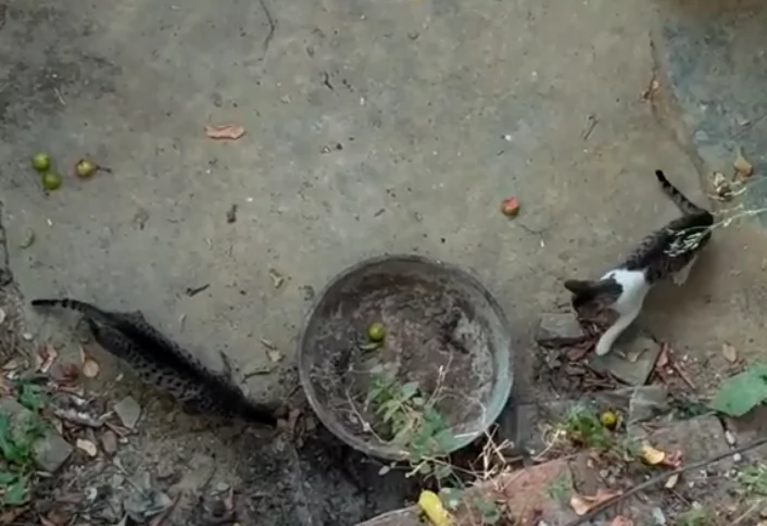 Cat starts battling a snake and it seems they are equal from start. But what if the 2nd cat comes? Cat starts battling a snake and it seems they are equal from start. But what if the 2nd cat comes?