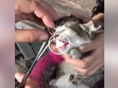 Enraged netizen warns heartless person who cut his poor kitten's ear and sewed its eyes together