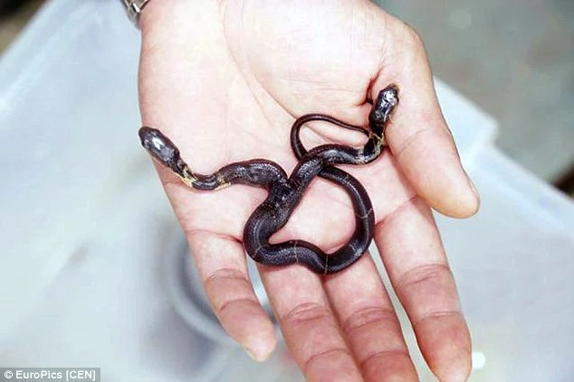 Snake With Two Heads Born In China Snake With Two Heads Born In China