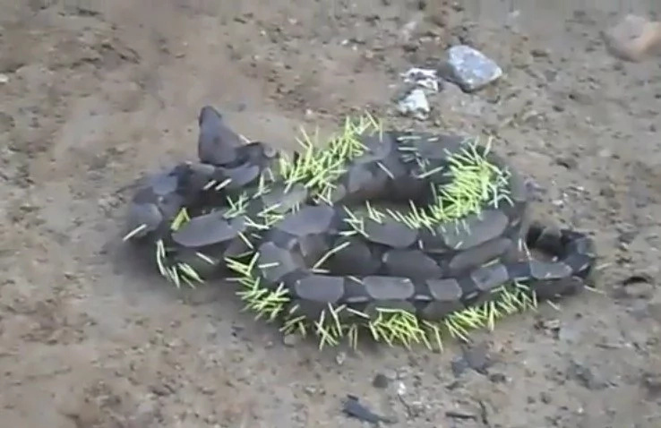 Haha! Silly snake swallows PORCUPINE, immediately regrets it (photos, video)