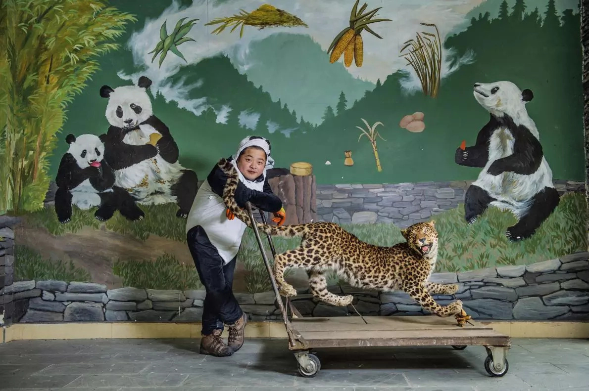 Wild pandas now apparent in northwestern China Wild pandas now apparent in northwestern China